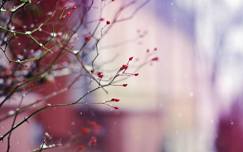 red berries HD wallpaper